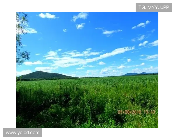 [NHL]低开高走 岛人连场末节四球逆转.